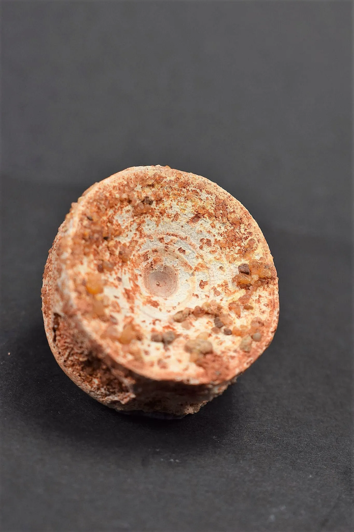 00736 - Rare Preserved 1.35 Inch Concavotectum Moroccensis Fish Vertebra Bone From Kem Kem Basin