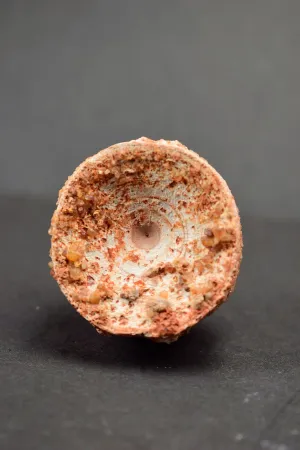 00736 - Rare Preserved 1.35 Inch Concavotectum Moroccensis Fish Vertebra Bone From Kem Kem Basin