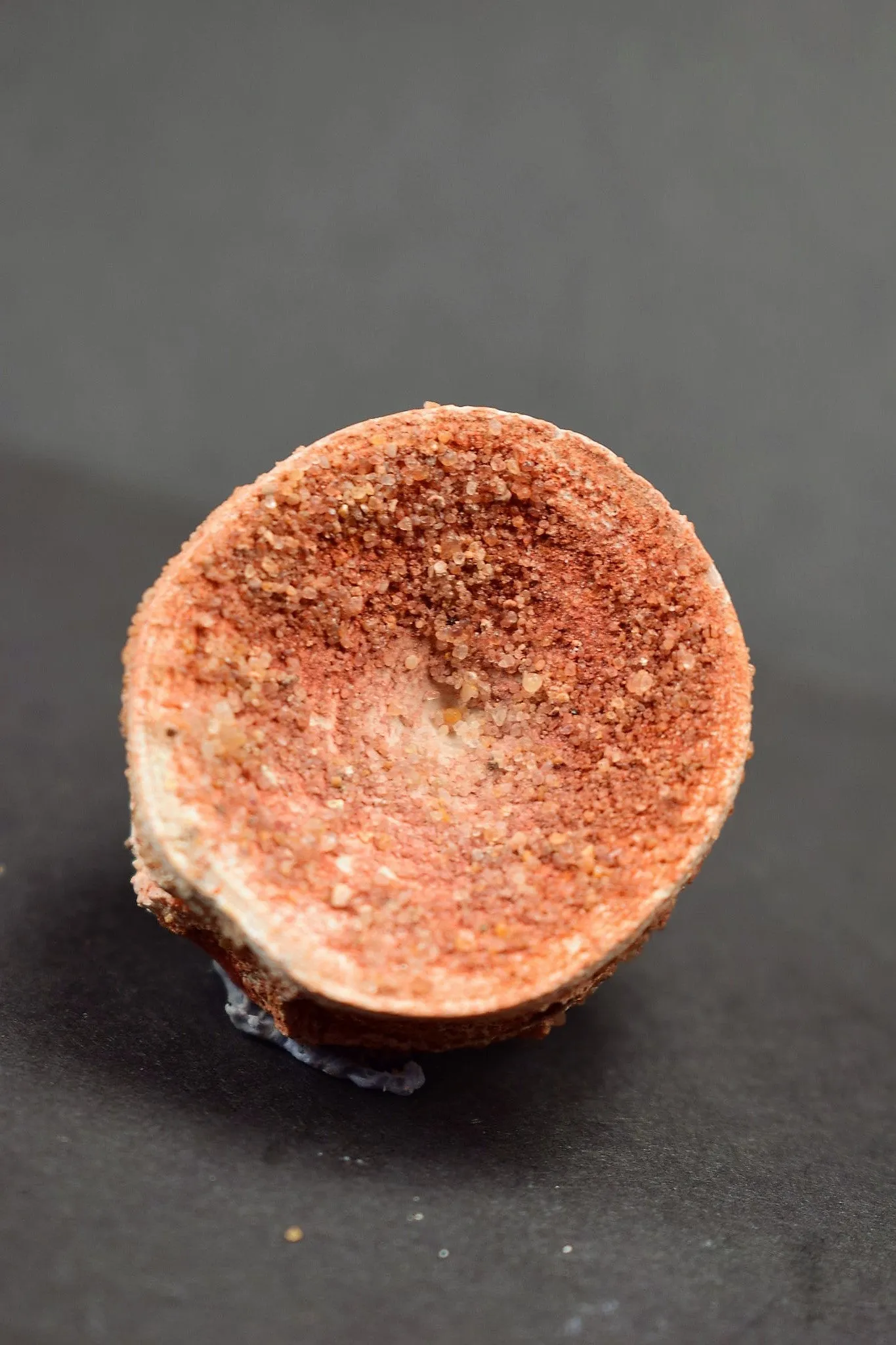 00736 - Rare Preserved 1.35 Inch Concavotectum Moroccensis Fish Vertebra Bone From Kem Kem Basin