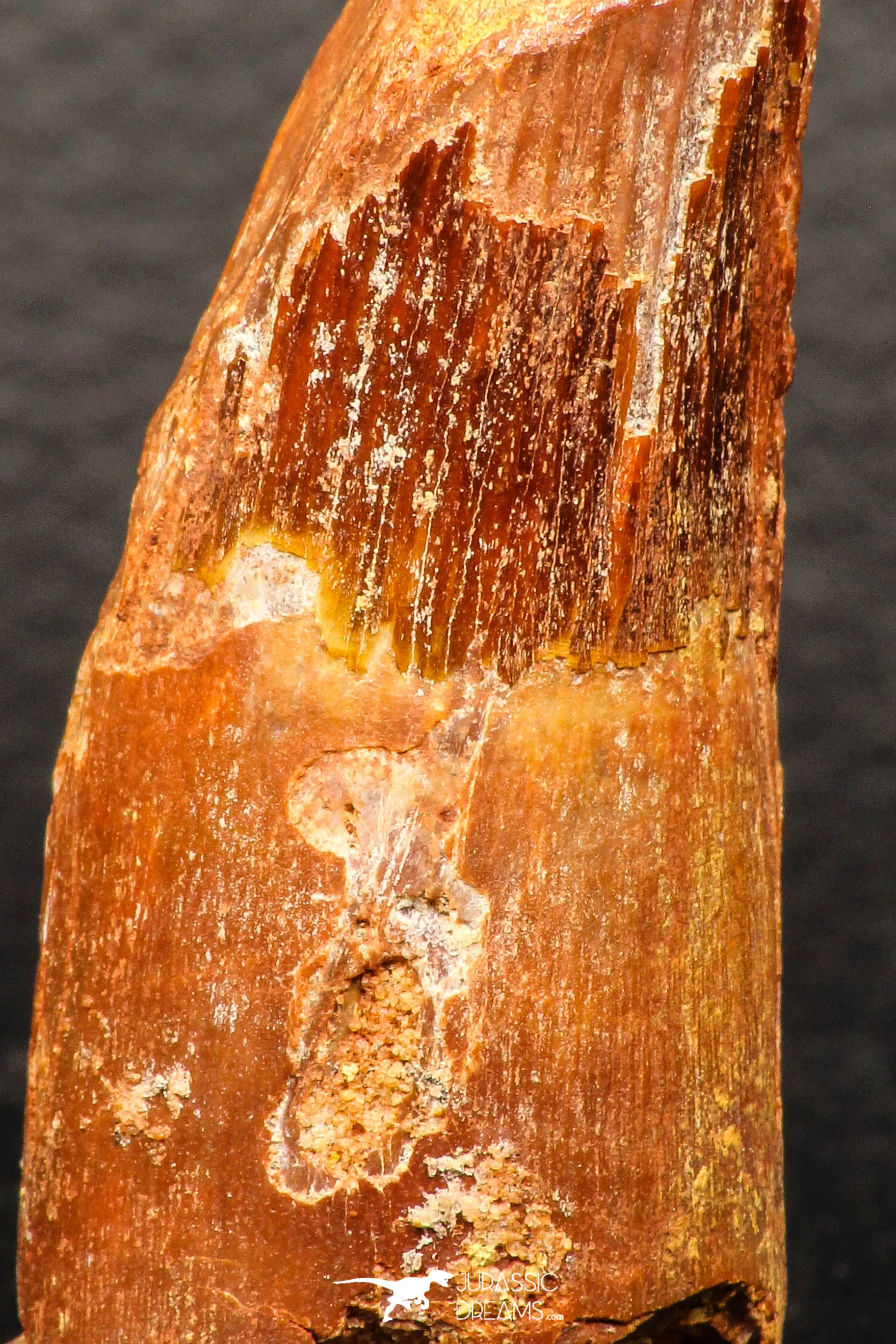 05947 - Well Preserved 2.10 Inch Spinosaurus Dinosaur Tooth Cretaceous