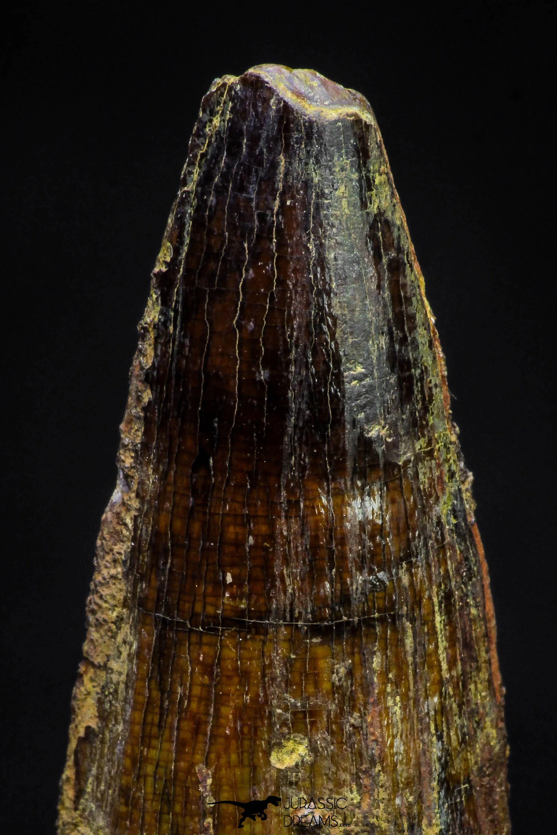 20875 - Well Preserved 2.05 Inch Spinosaurus Dinosaur Tooth Cretaceous