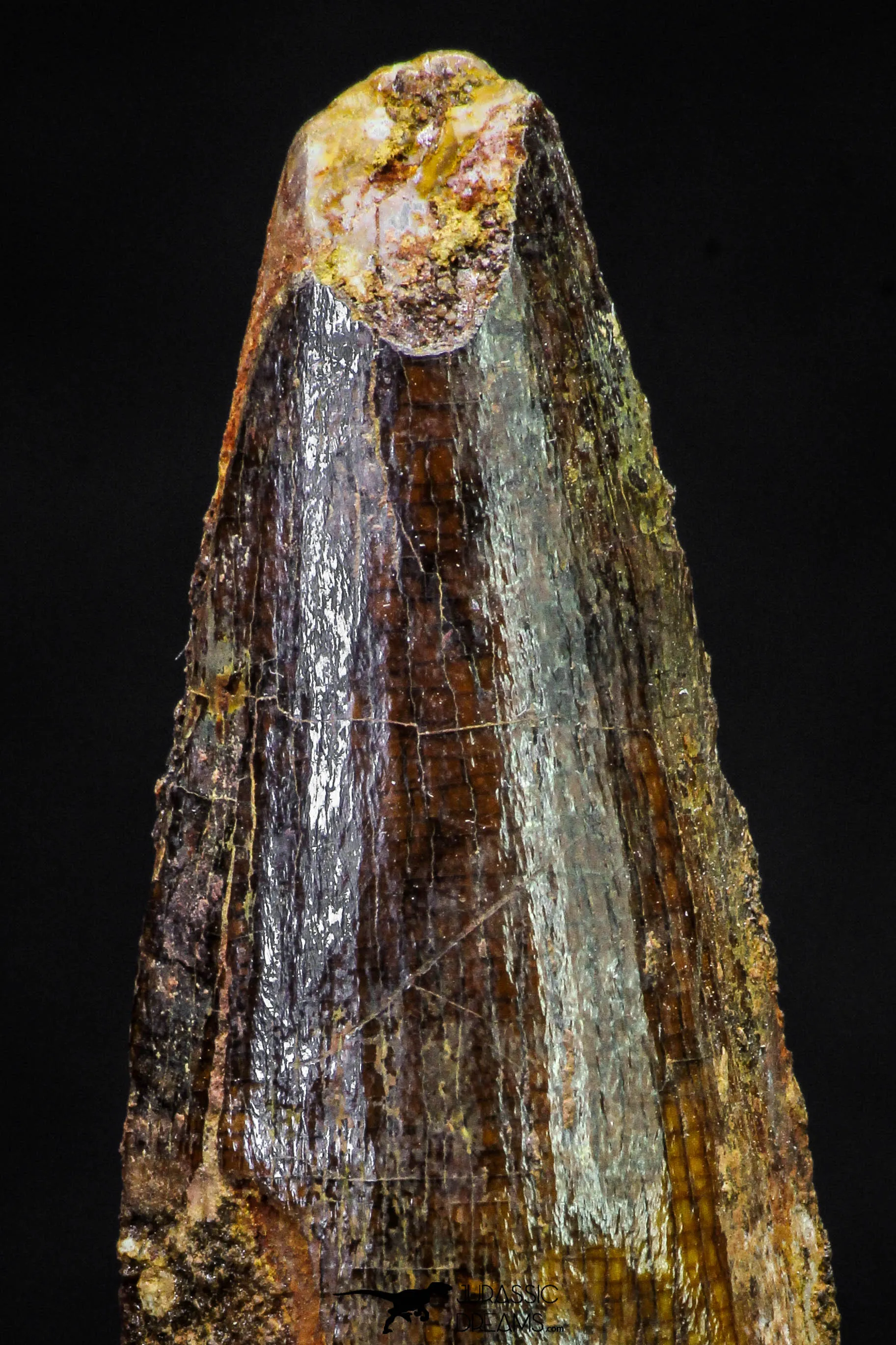 20875 - Well Preserved 2.05 Inch Spinosaurus Dinosaur Tooth Cretaceous