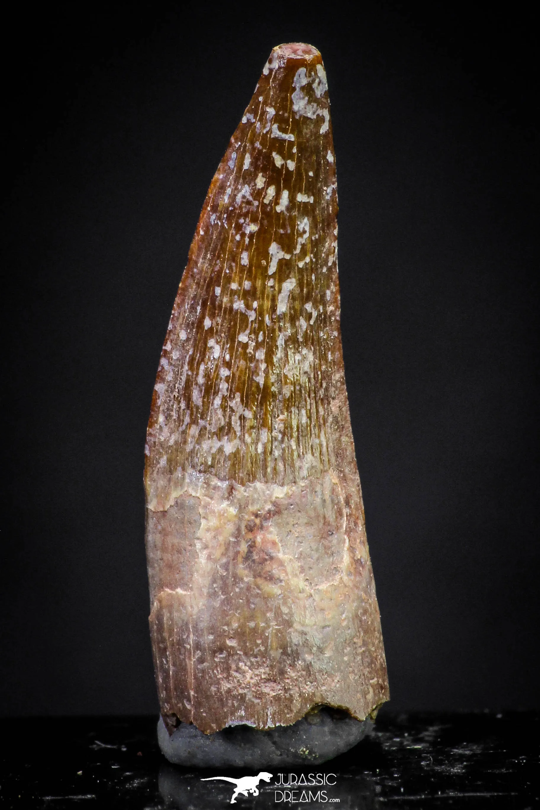20891 - Well Preserved 0.89 Inch Spinosaurus Dinosaur Tooth Cretaceous