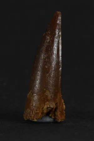 88004 - Beautiful 0.97 Inch Juvenile Spinosaurus Dinosaur Tooth