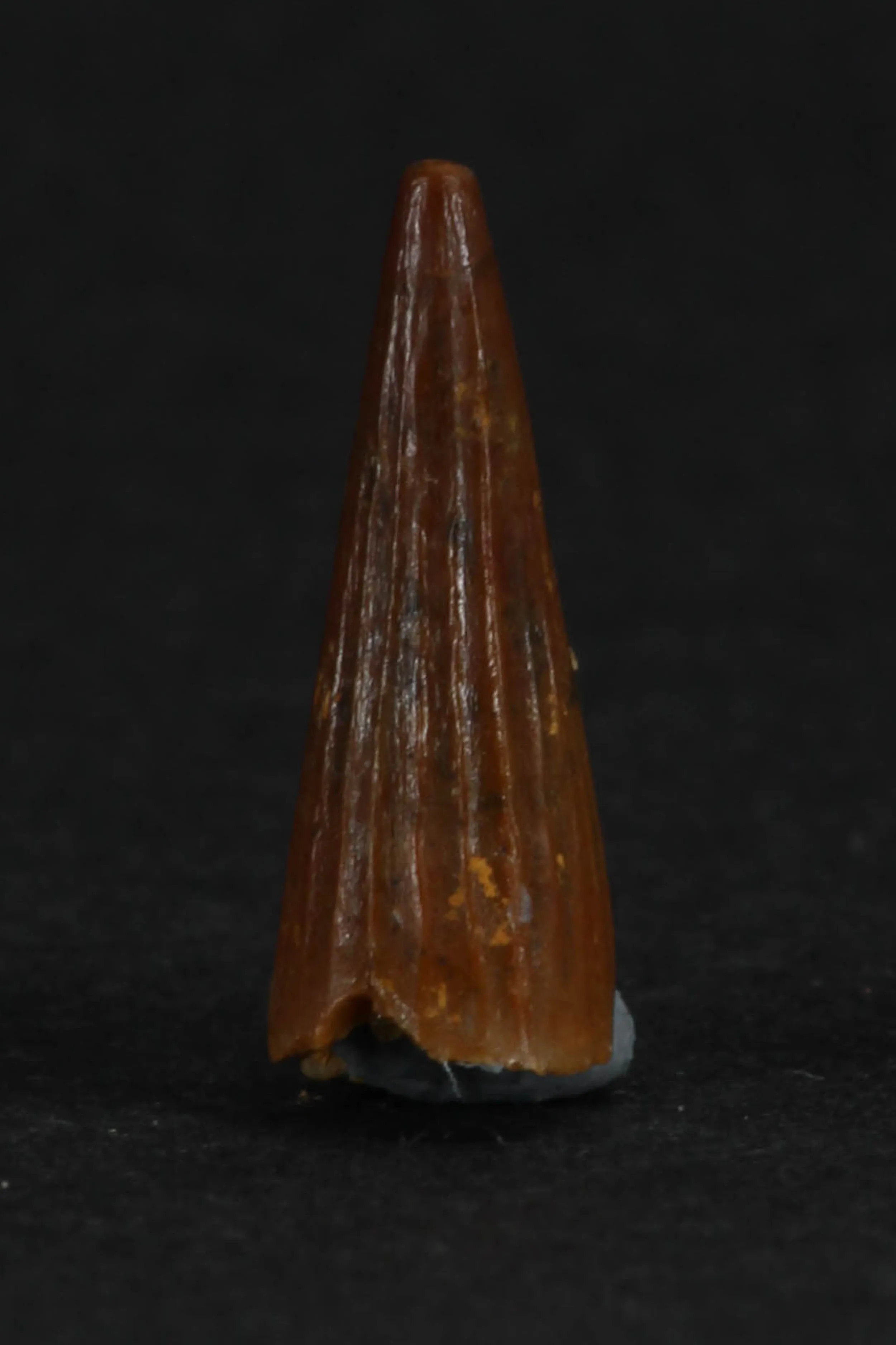 88013 - Beautiful 0.58 Inch Juvenile Spinosaurus Dinosaur Tooth