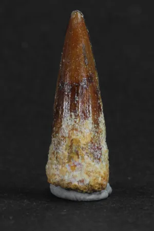 88018 - Beautiful 1.00 Inch Juvenile Spinosaurus Dinosaur Tooth