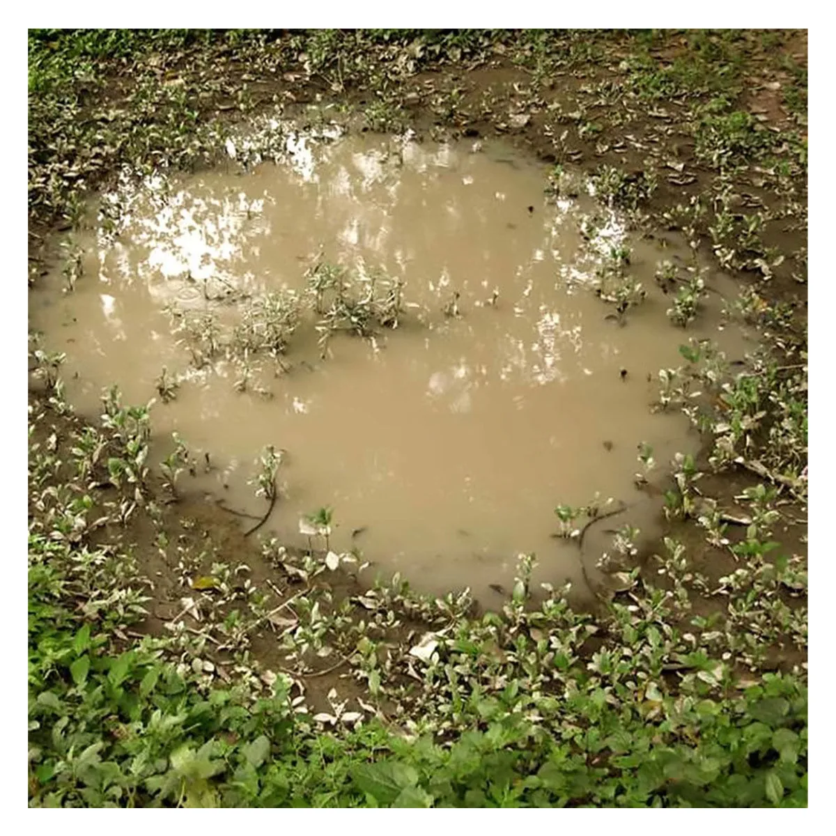 AK Interactive Dioramas - Puddles 60ml