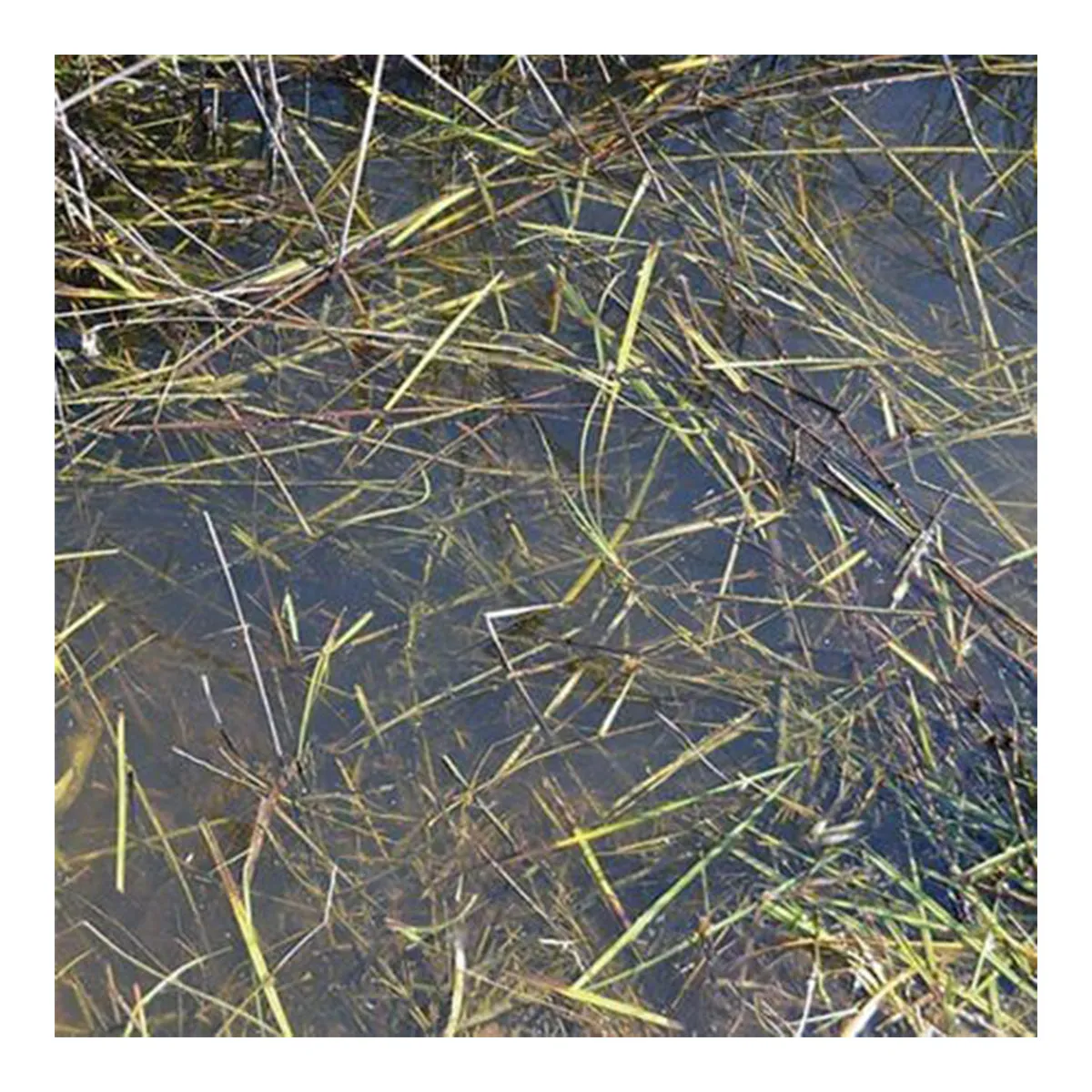 AK Interactive Dioramas - Still Water 250ml