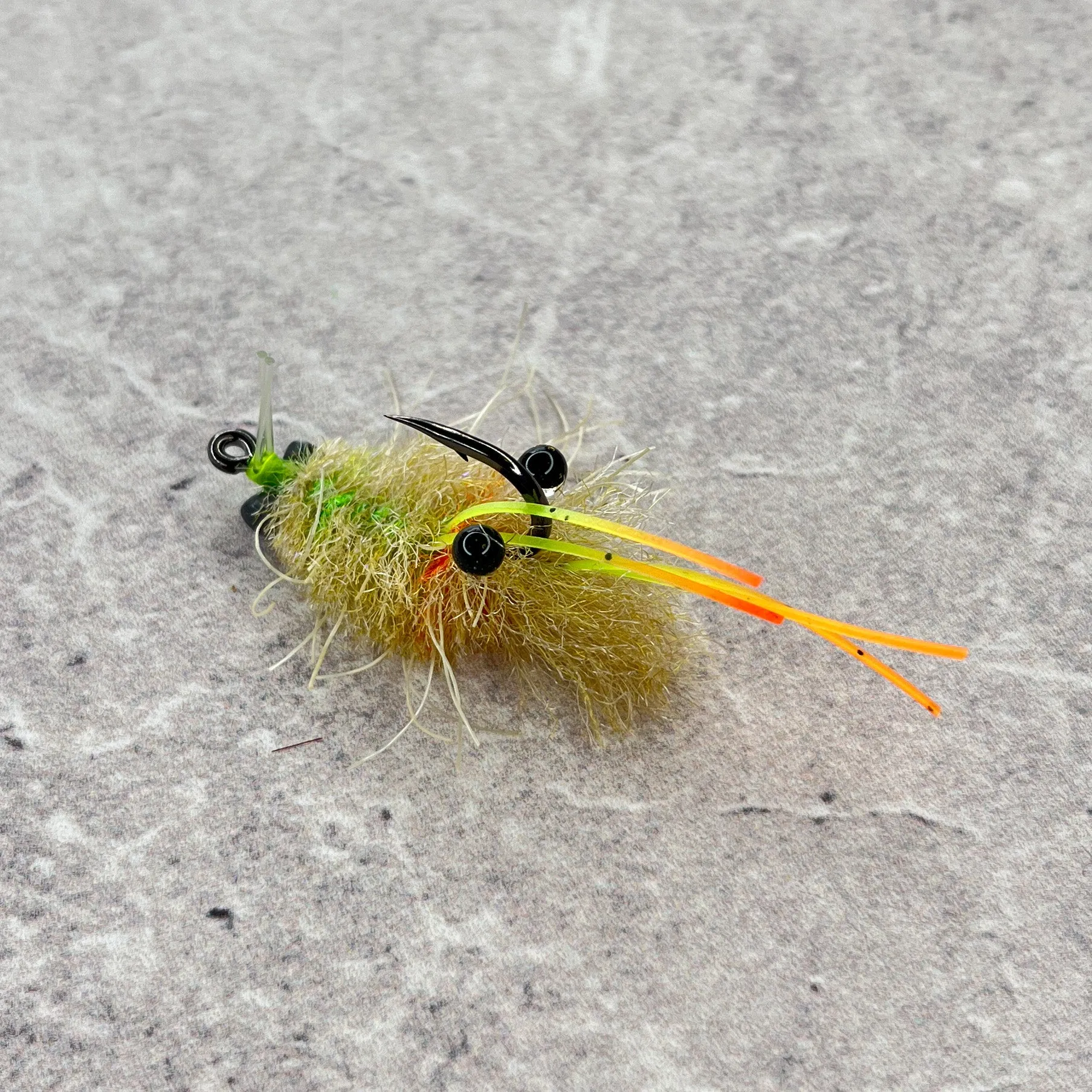 Ascenion Bay Crab