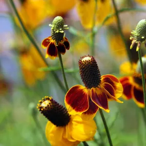 Mexican Hat Wildflower Garden Plug 6 Pack (Ratibida columnifera)